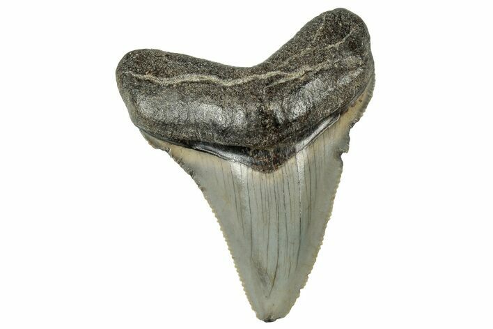 Serrated, Juvenile Megalodon Tooth - South Carolina #324311